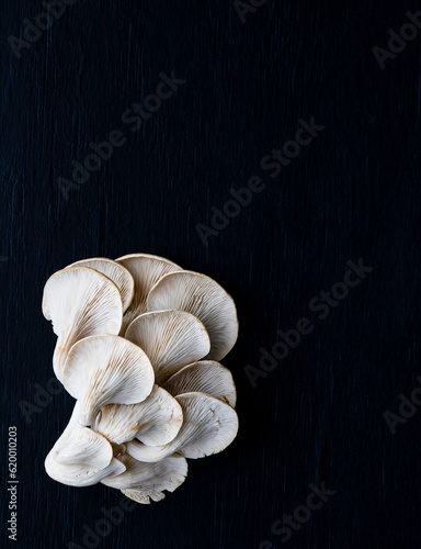 Locally Grown White Oyster Mushrooms Central Otago New Zealand
