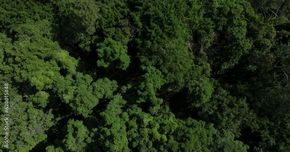 Drone view of Bali. Tropical forest interior. Nature background of a rainforest Drone view of Bali. Tropical forest interior. Nature background of a rainforest