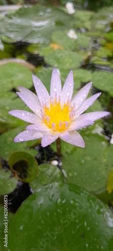 pink water lily