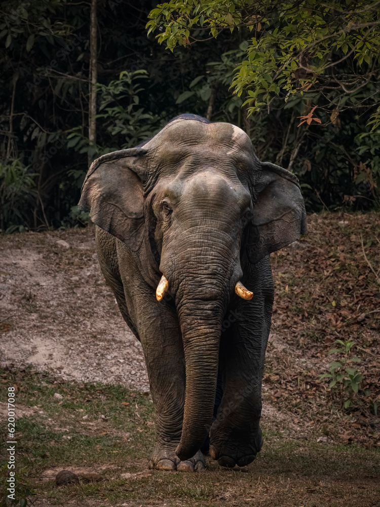 Graceful Asian Elephant Meandering Amidst the Lush Forest