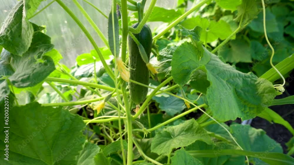 Cucumber bush in summer in a greenhouse Cucumber bush in summer in a greenhouse
