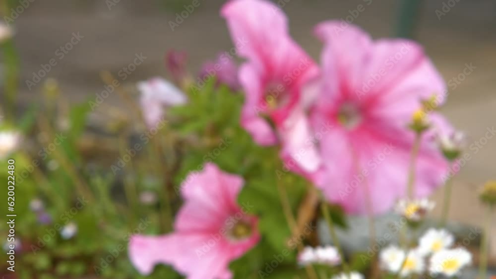 Camera Pulling Focus to Bright Pink Flowers in Garden Camera Pulling Focus to Bright Pink Flowers in Garden
