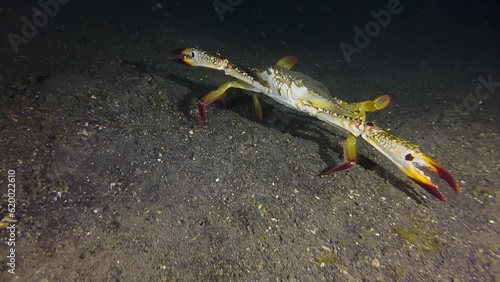 Wallpaper Mural walking sidewards over sandy seabed during night. Arms are unfolded as a threatening gesture. Next to the huge crab is a tiny one which does not move Torontodigital.ca