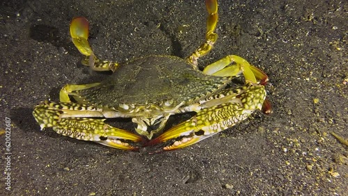 Underwater shot of large swimming crab unfolding its arms as a threatening gesture during night on sandy bottom. Carapace is white,  yellow and orange. Camera zooms out to cover full length of arms.