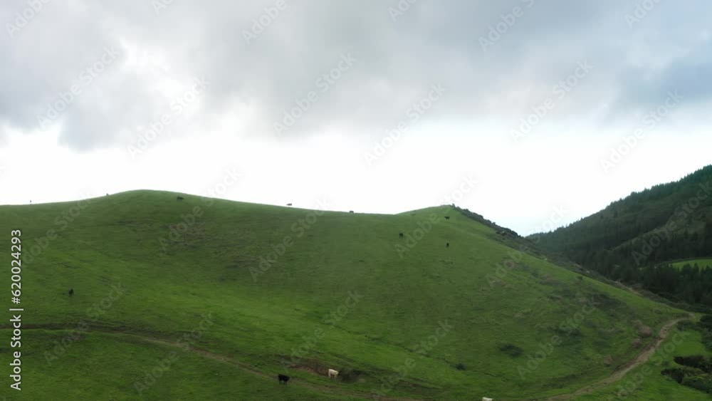 Azores Aerial: Panoramic view Over Cow Pasture on hills of São Miguel Azores Aerial: Panoramic view Over Cow Pasture on hills of São Miguel