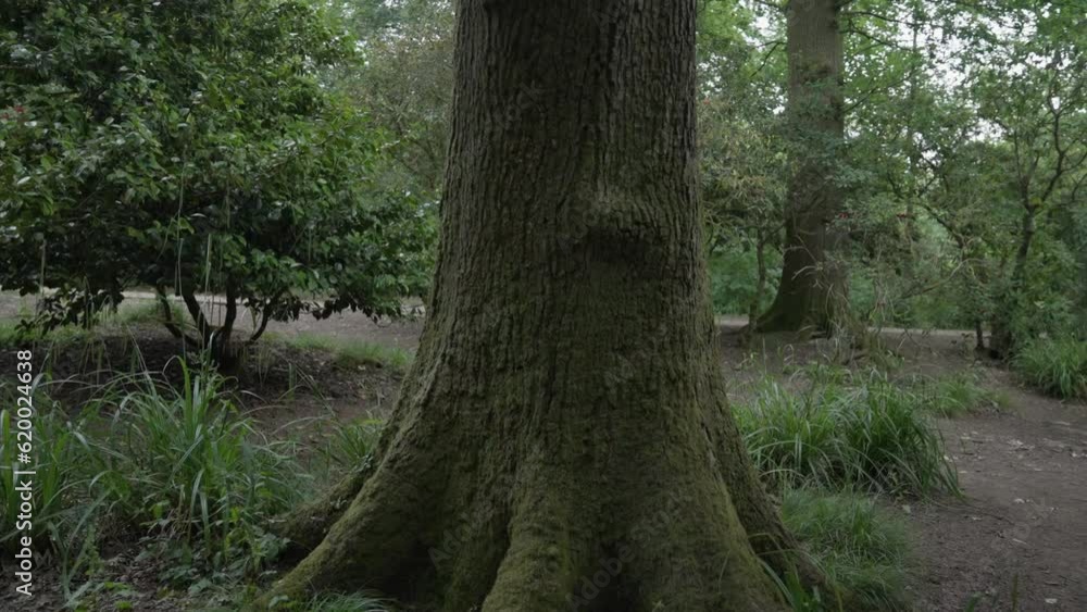 Gimbal shot orbiting a tree trunk in slow motion. 1080P. Gimbal shot orbiting a tree trunk in slow motion. 1080P.