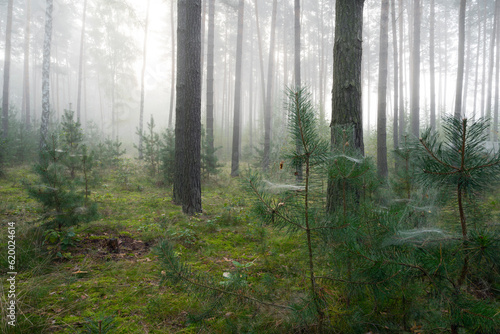 Misty morning in the forest