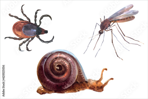 Watercolor vector illustrations of forest animals, mosquito, mite or Ixodes ricinus and snail.