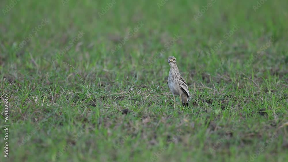 Indian Thick-knee Burhinus indicus Calling in Breeding Season in Green Fields Indian Thick-knee Burhinus indicus Calling in Breeding Season in Green Fields