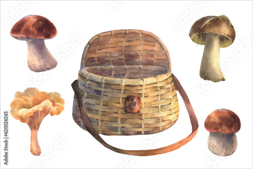 Set of edible mushrooms and wicker basket, vector watercolor illustration. Forest woodland clipart with boletus for card design, print, fabric.