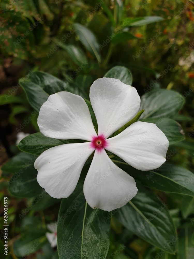 Obraz premium white flower in the garden