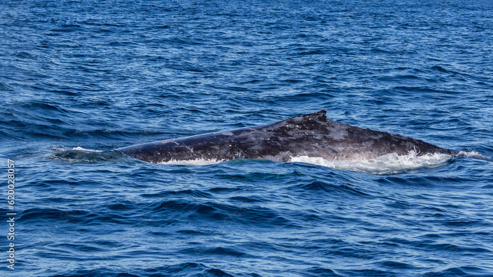 Humpback Whale (Megaptera novaeangliae) on its annual migration up the east coast of Australia - Port Stephens, NSW Humpback Whale (Megaptera novaeangliae) on its annual migration up the east coast of Australia - Port Stephens, NSW