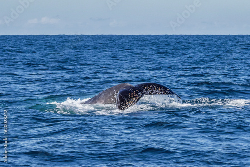 Humpback Whale (Megaptera novaeangliae) on its annual migration up the east coast of Australia - Port Stephens, NSW