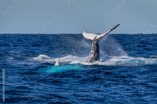 Humpback Whale (Megaptera novaeangliae) on its annual migration up the east coast of Australia - Port Stephens, NSW