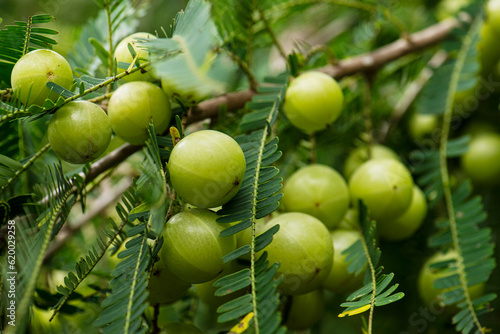 Indian gooseberries or amla on the tree
