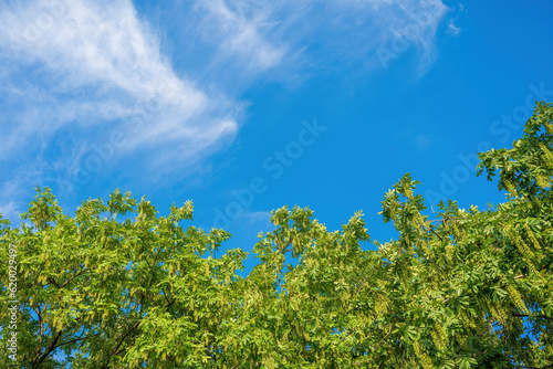 The Bright spring natural background
