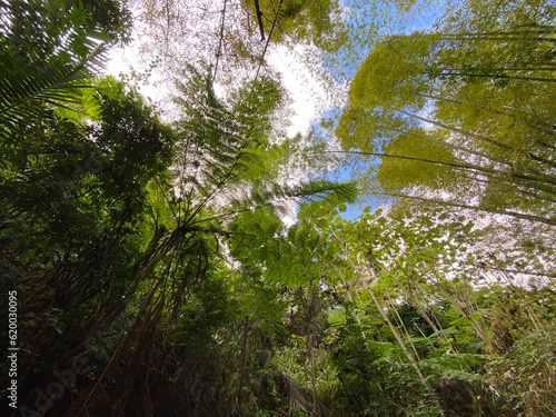 leaves in the rainforest