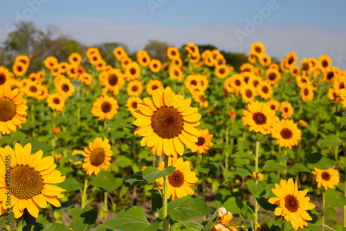 Sunflower field  Beautiful summer landscape.