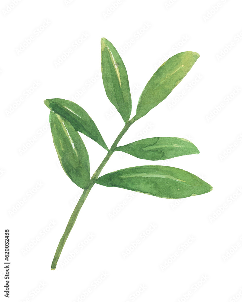Green leaves. Watercolor illustration isolated on white background. Green leaves. Watercolor illustration isolated on white background.