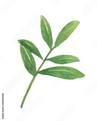 Green leaves. Watercolor illustration isolated on white background.