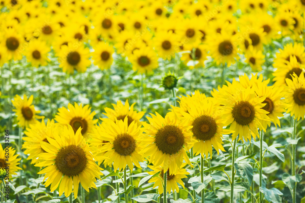 夏の風物詩　並んだヒマワリの花