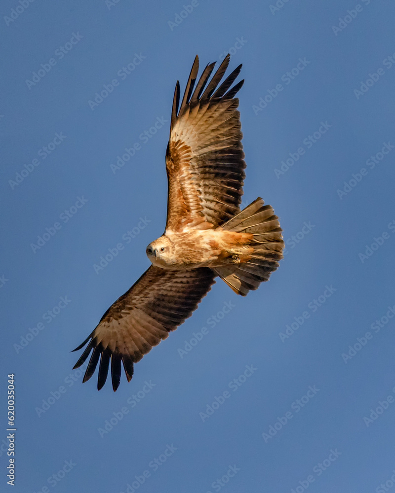 Fototapeta premium Juvenile Brahminy Kite (Haliastur indus) in flight - Boat Harbour, NSW, Australia