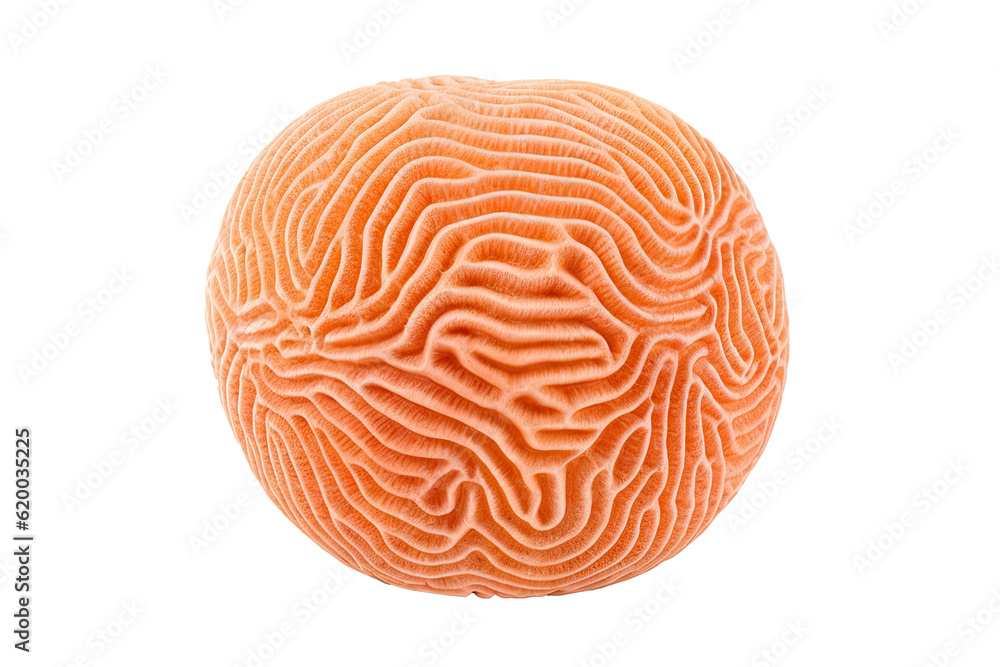 Lobed Brain Coral on transparent background (PNG). Generative AI. Lobed Brain Coral on transparent background (PNG). Generative AI.