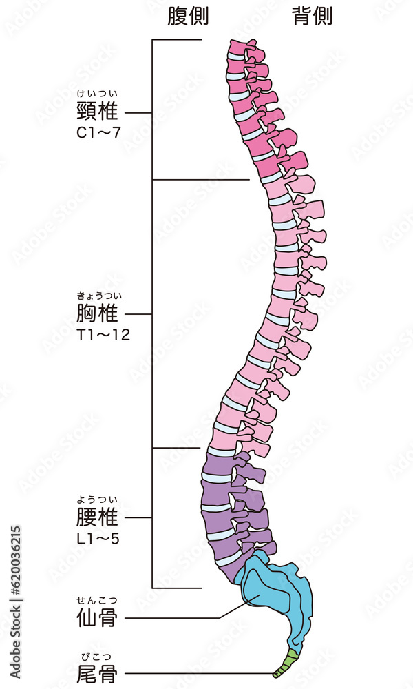 背骨の解剖図 頸椎 胸椎 腰椎 横図 Stock イラスト | Adobe Stock