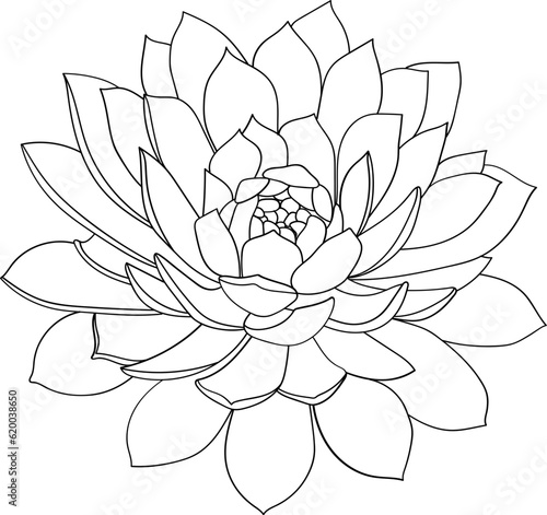Succulents Outline