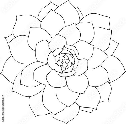 Succulents Outline
