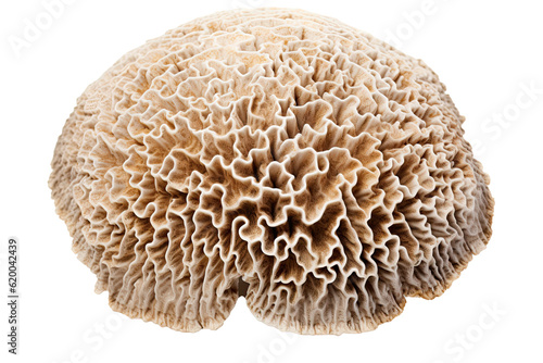 Porous Boulder Coral on transparent background (PNG). Generative AI.