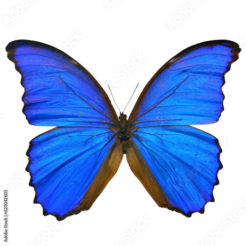 Beautiful butterfly isolated on white backgroud. PNG File © thawats