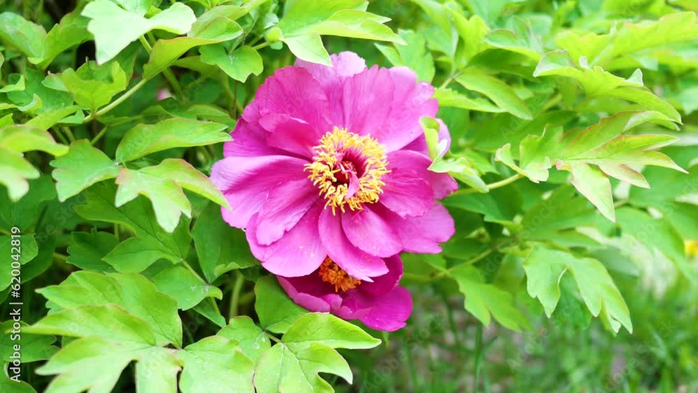 Peonies in bloom in the park Peonies in bloom in the park