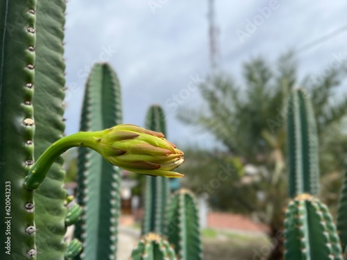 A young Cereus hexagonus at Samadua South Aceh Indonesia 