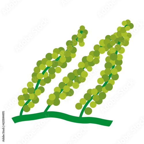 Sea grapes or green caviar algae caulerpa flat vector image.