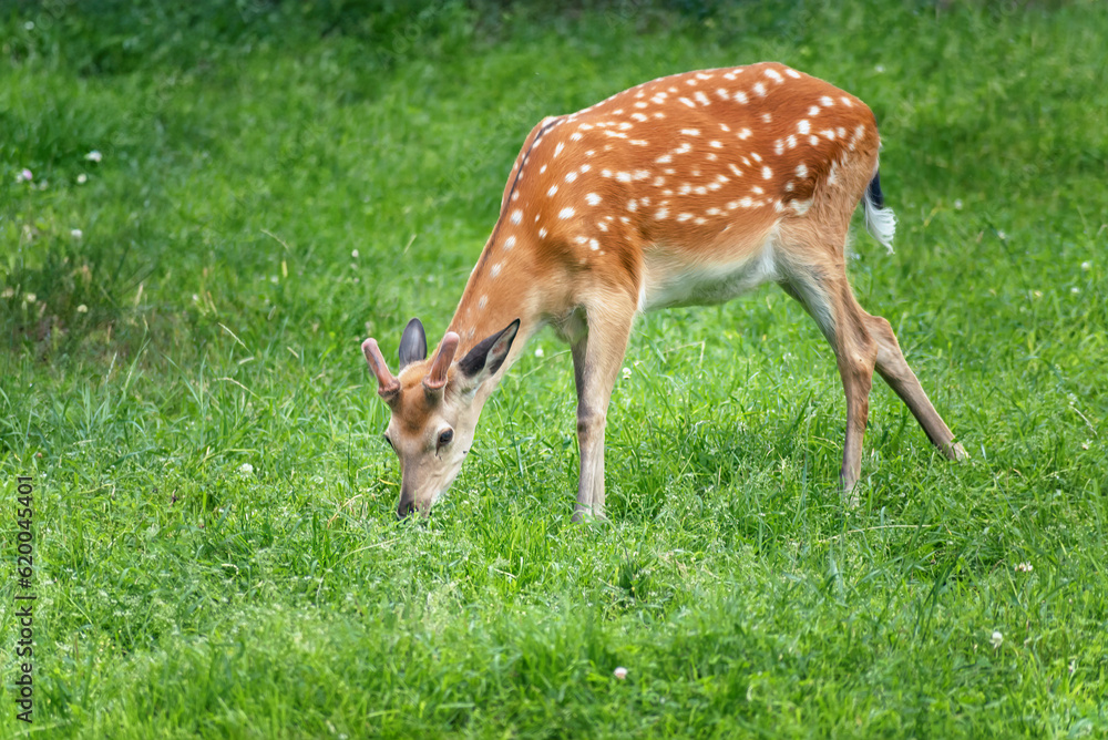 young wild deer grazing, selective focus, close-up young wild deer grazing, selective focus, close-up