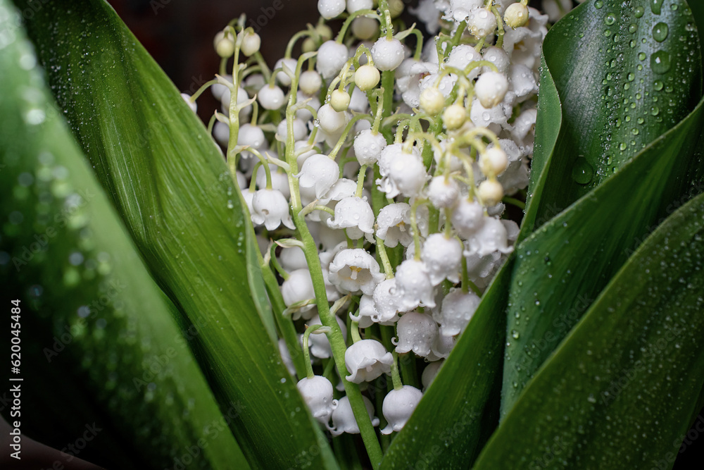 Obraz premium bouquet, delicate spring flowers lilies of the valley in drops of water, dark background, selective focus