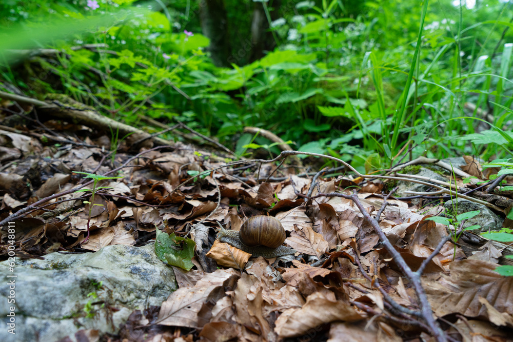 Snail crawling on the ground on leaves with greenery in the background