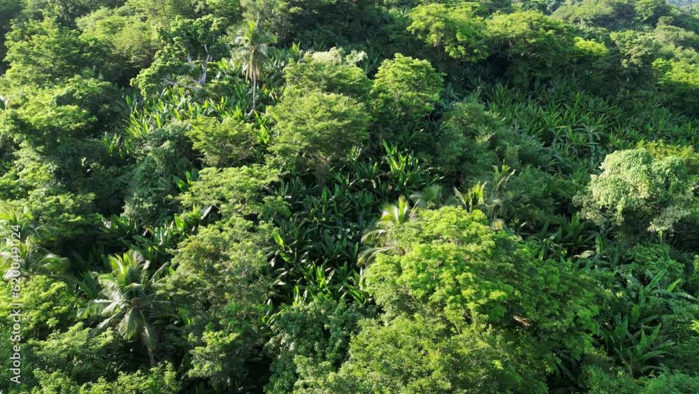 Rotating overhead drone shot of lush, tropical rainforest in Catanduanes, Philippines with palm and acacia trees. Rotating overhead drone shot of lush, tropical rainforest in Catanduanes, Philippines with palm and acacia trees.