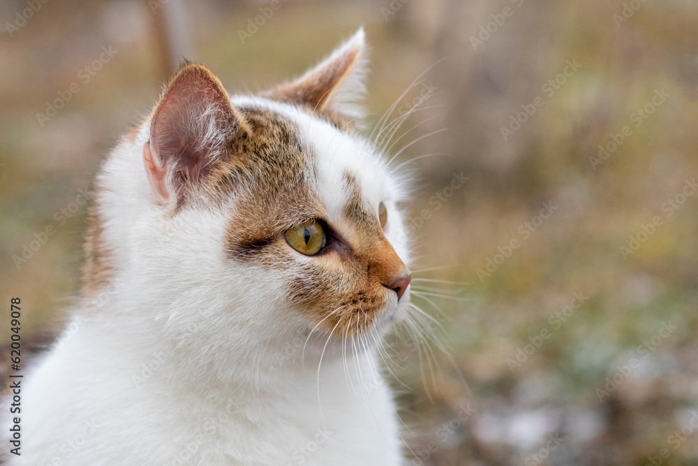 Portrait of a white spotted cat in profile in the garden on a blurred background Portrait of a white spotted cat in profile in the garden on a blurred background