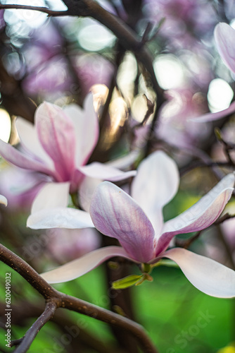 Blooming Magnolia tree in the nature