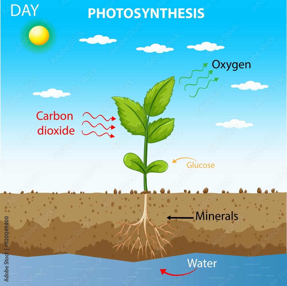 Photosynthesis. Nature's solarpowered process where plants convert