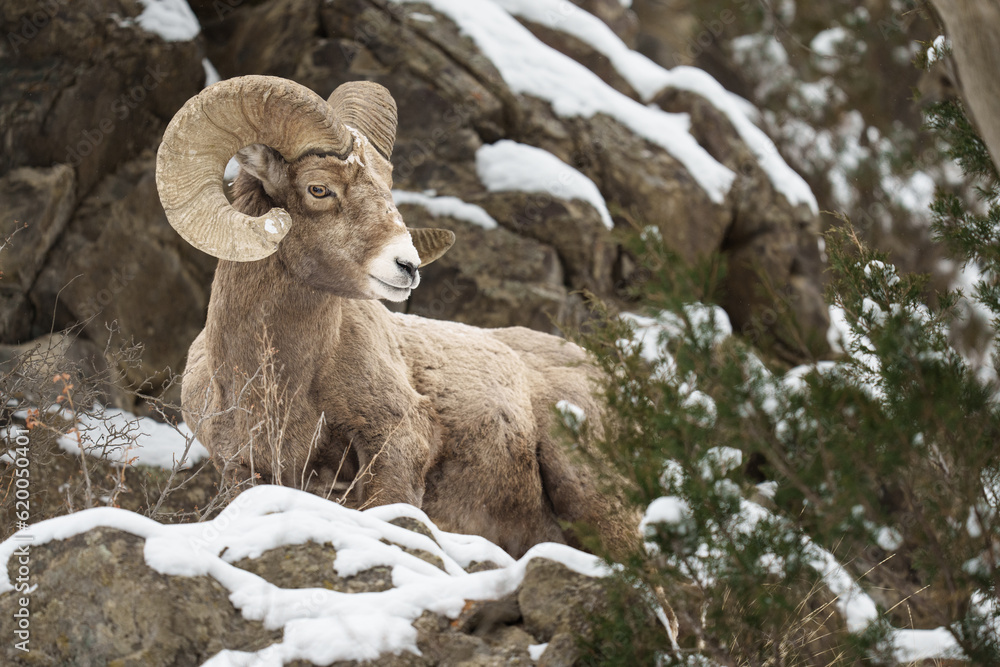 Bighorn Sheep Ram on Mountain Close Up Bighorn Sheep Ram on Mountain Close Up