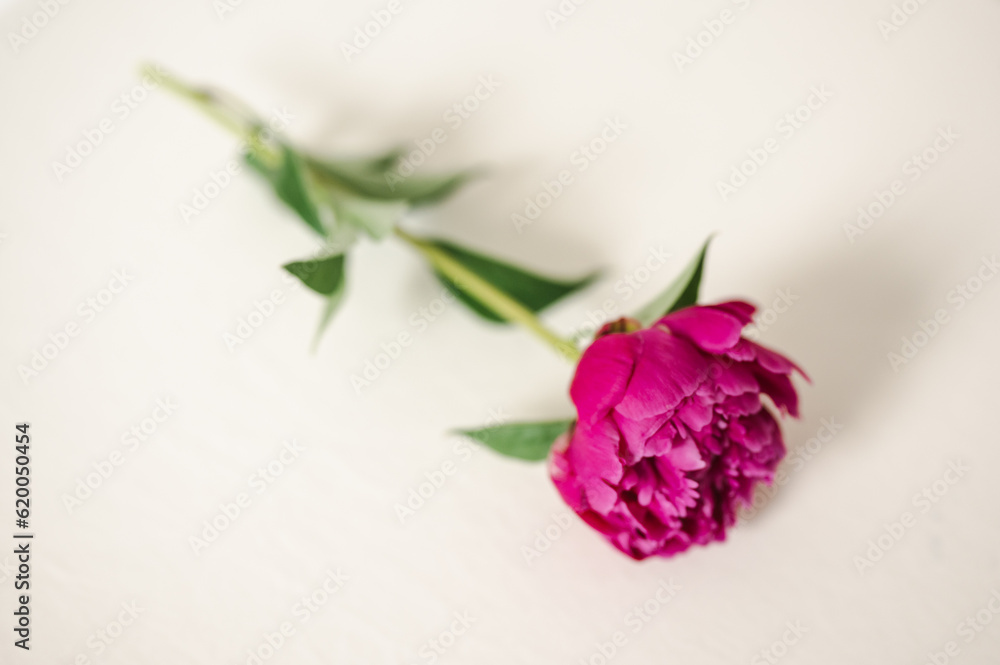 Fototapeta premium Single Pink Peony Flower with Stem and Leaves on White Surface