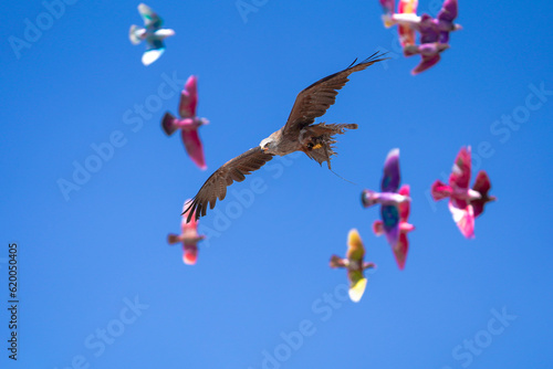 Eagle flying against coloured pidgeons and blue sky