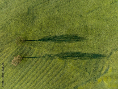 Two trees cast there shadows from a morning sunrise near Skipton photo