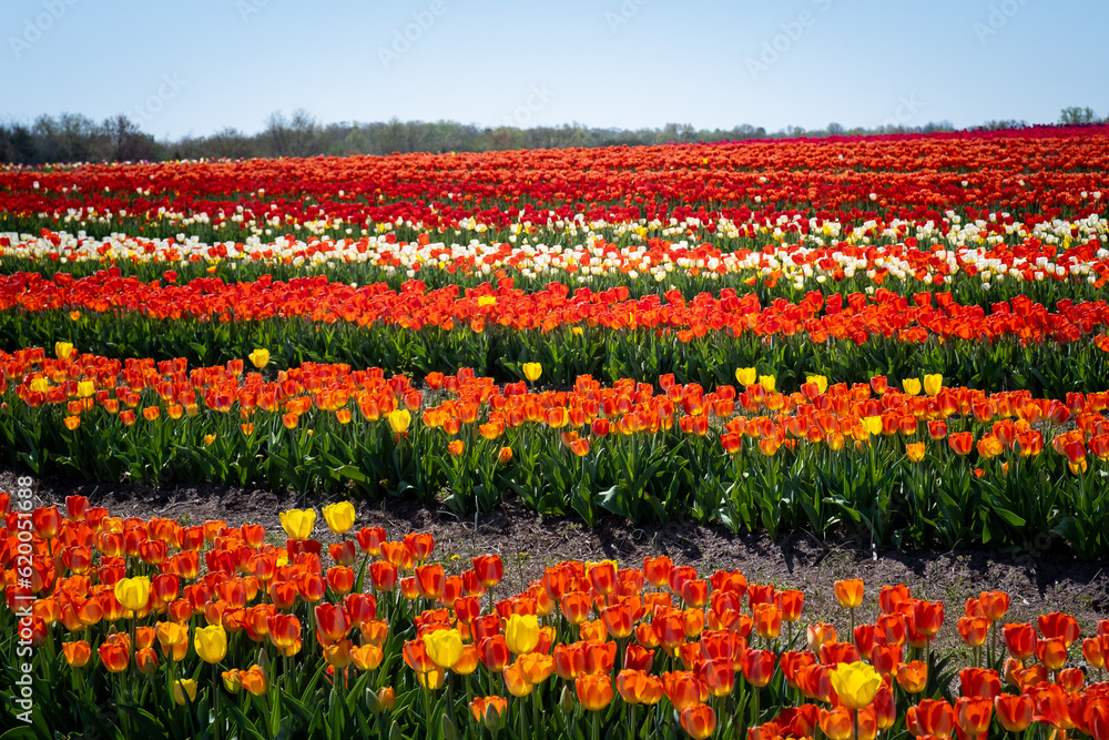 Rows of colorful tulips at flower farm in springtime.       