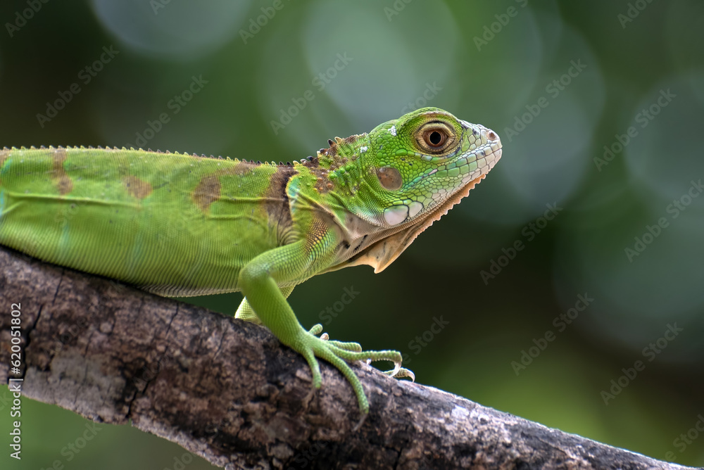 Close up portrait of common iguana Close up portrait of common iguana