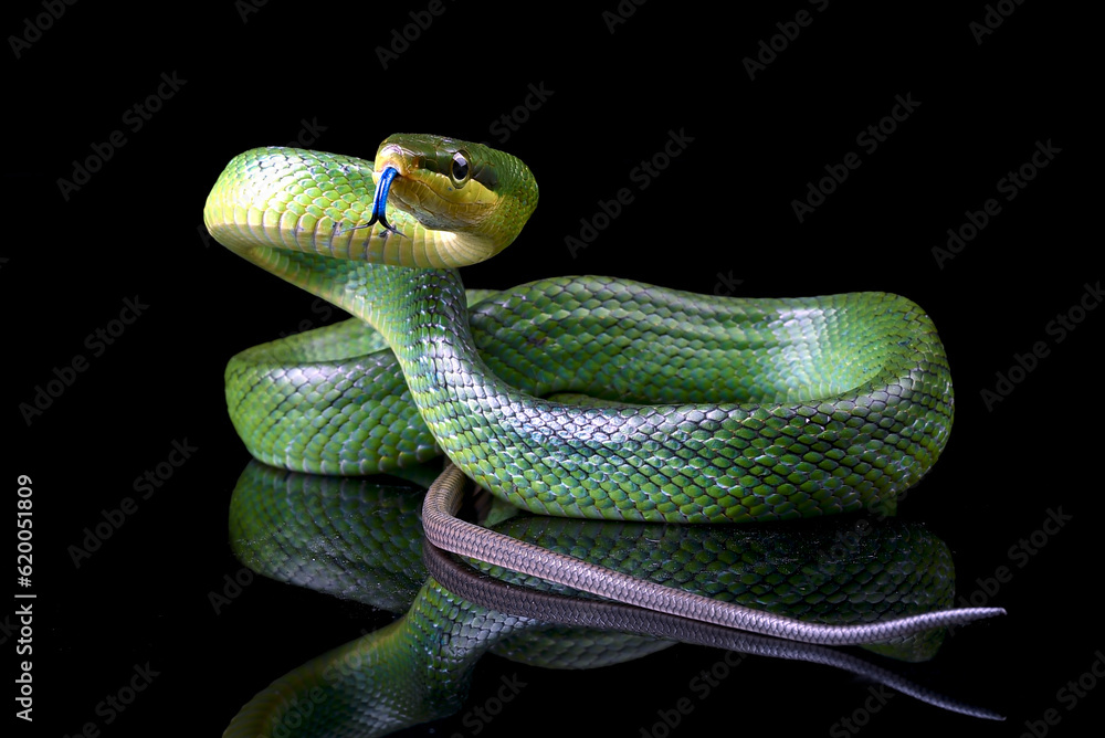 The red-tailed racer on a black background The red-tailed racer on a black background