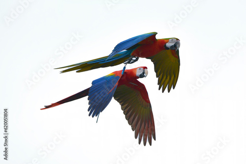 Macaw parrots fly freely on a sky © Cavan